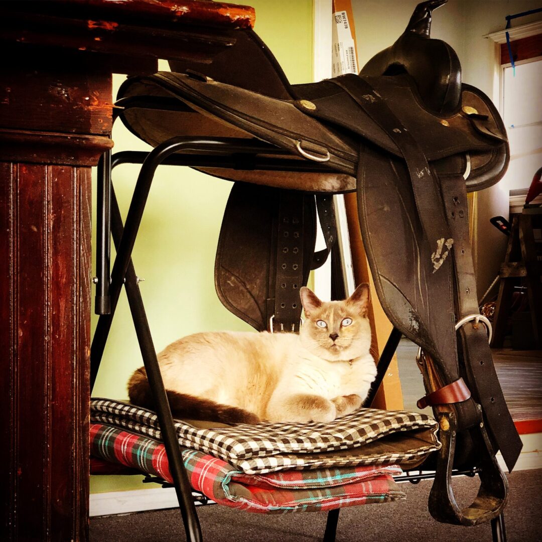 A cat sitting on top of a chair next to a horse saddle.