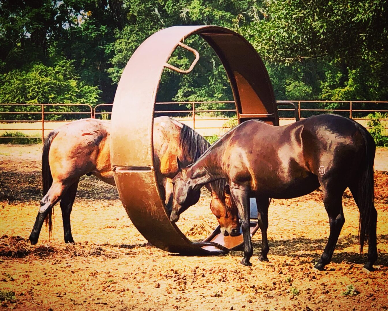 Three horses are standing in a field with a large metal object.